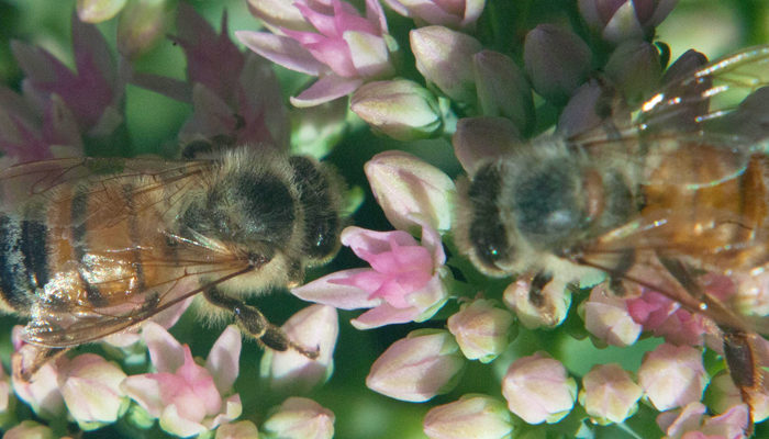 Lovely Macro shot of 2 bees on flowers. Photo © Bryan Anyan