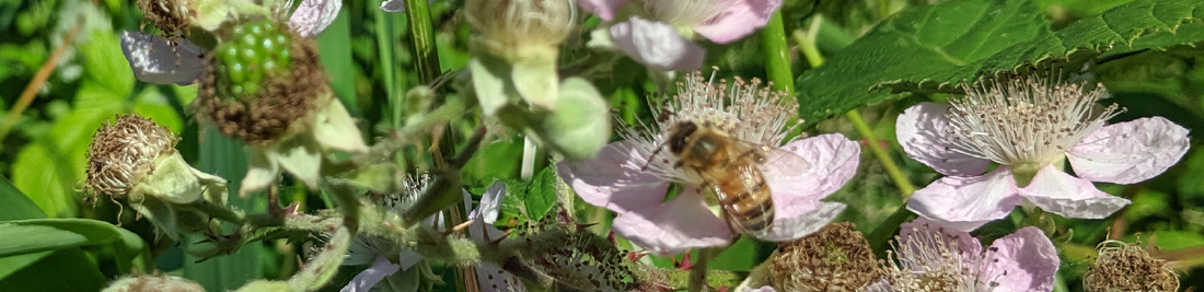 Honeybee on wild blackberry flowers